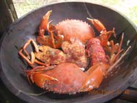 Crabe île aux Nattes chez Sica