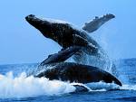 Ballet de baleines