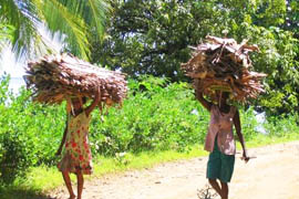 Collecte de bois