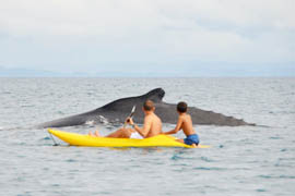 Baleine à bosse