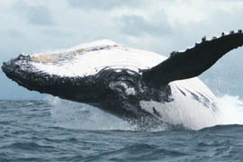 Baleine à bosse