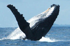 Baleine à bosse