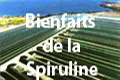 La spiruline et la santé